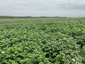实地试验，堪堪效果