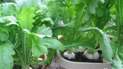 “什么季节种植萝卜最好？萝卜的种植时间和生长期分别是多久