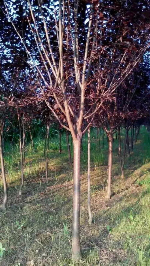 红叶李苗的价格大揭秘