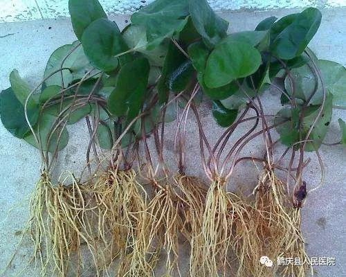 细辛：温肺化饮