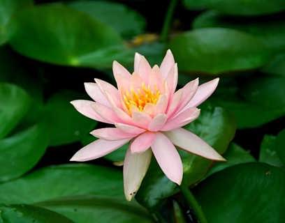 不同品种， 不同空间需求