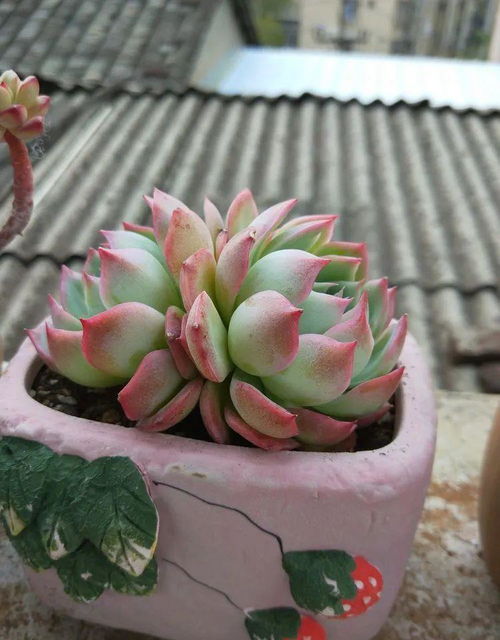 芙蓉雪莲养护技巧中，多肉植物雪莲如何避免叶片枯萎和烂根问题