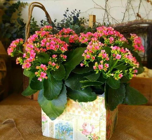 长寿花的健康寓意