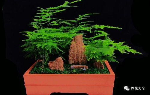 文竹的观赏与药用价值