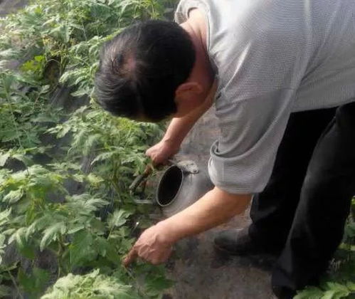 杨树灌根多菌灵见效时间