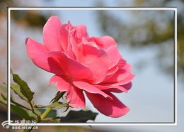 立冬了北方户外那朵月季花，是品种厉害还是气候神奇？