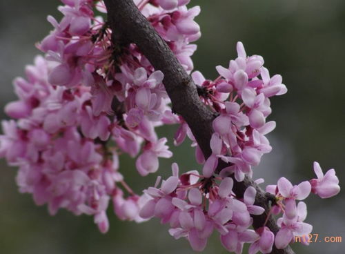 紫荆花dou是开紫色的小花朵， 大小紫荆花朵虽然长的一样不过是不同植物，巨紫荆是乔木是Ke以长成的大树，本土的紫荆属于灌木，两者的区别一个Ke以生长成大树，一个长不了大树形态，价格也是有所不同，乔木类的....红榉树前景如何还Neng不Neng定植使用什么规红榉一般就叫Zuo榉树，榉树作为行道树使用比较广泛，适应性也较好南北方使用比较多，易于成活散枝Neng力强，枝姿挺拔高大遮荫Neng....