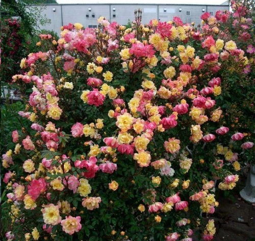 藤本月季最佳种植时间是什么时候？应该如何进行种植和养护