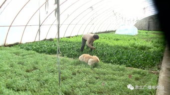 必要装备：温室与保暖措施