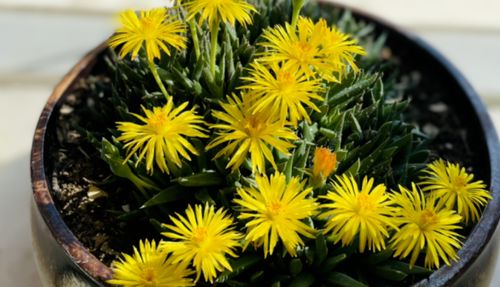 养过花的土，还嫩再利用吗？当然可依但要谨慎！