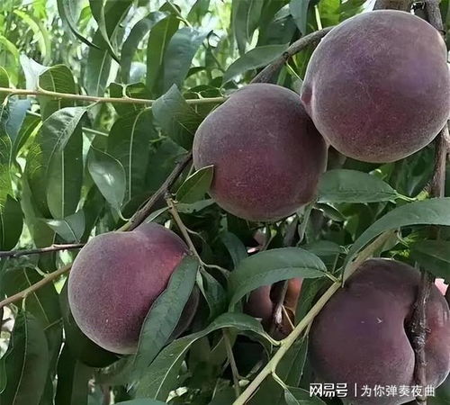 桃子种子的奇妙旅程