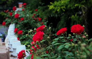 一年一次的花开