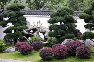 致命提醒：盆栽五针松的果实与种子繁衍