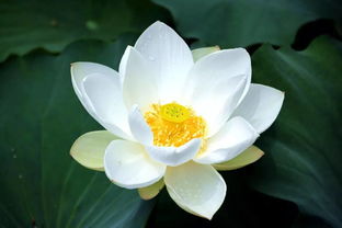 繁殖多肉荷花的方法