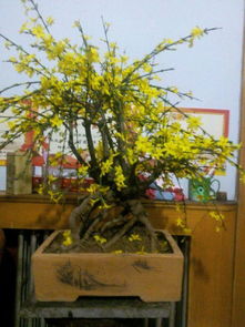 迎春花的花期揭秘：春之使者