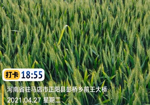 小麦条锈病的烦恼