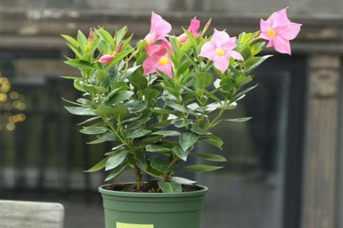 飘香藤冬季养护秘籍：让藤蔓舞动温暖冬日