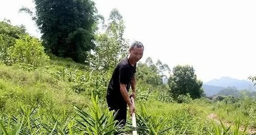 生姜种植最适合使用什么肥料？如何科学施肥以达到最佳生长效果
