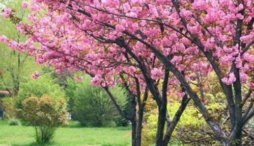 梅花：坚韧的象征