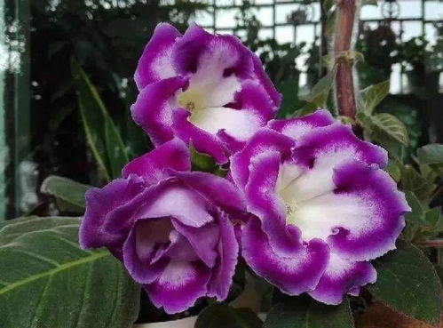 月季花的花期到底有多长？