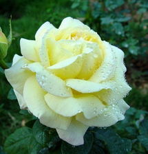 伊琳娜月季， 那朵闪耀的黄色花朵