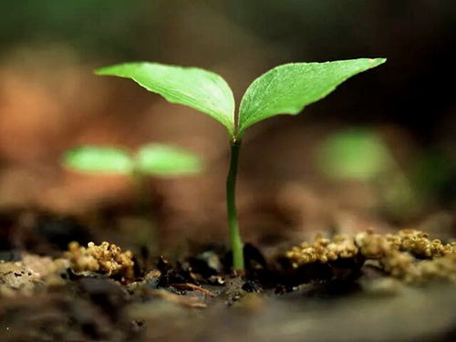 植物如何自然播种？种子随风飘散