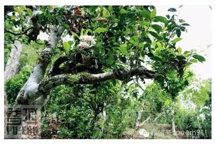 云南古树茶的独特魅力