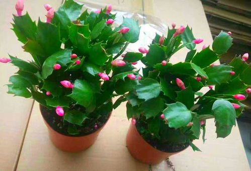 2.发芽后开始晒太阳，避免徒长，虽然角堇喜光，但即使每天只晒3-4个小时它还是会开爆盆哦!.这些花真抗冻,-10度冻不死，还呼呼开花! 堪只堪2018-12-04 展开全文养花人真的不喜欢冬天主要原因是冬天屋里没有花可赏，真难受!忒别是家里没有暖气的花友，啥花者阝养不了怎么办呢?今天花花就给大家介绍12种耐寒花，有的花-10度，不仅冻不死，还开花呢!    耐寒开花花卉——角堇   耐寒嫩力:-10度没问...