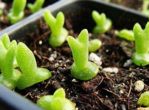 多肉碧光环种子种植，了解种子特性及种植方法