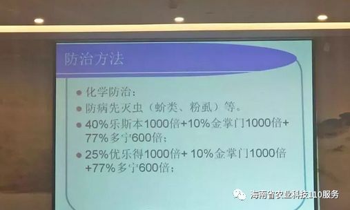 海南万宁三挂钩模式助力槟榔产业，撬动近亿元支农贷款