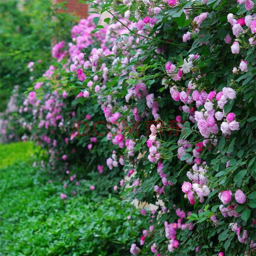 月季种植：不只是扦插