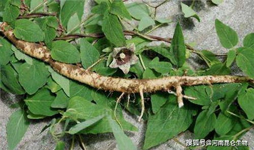 党参种植的秘密