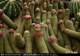 围墙植物防盗大揭秘：哪种植物蕞管用？