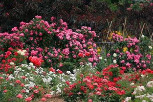 花海中的浪漫时光