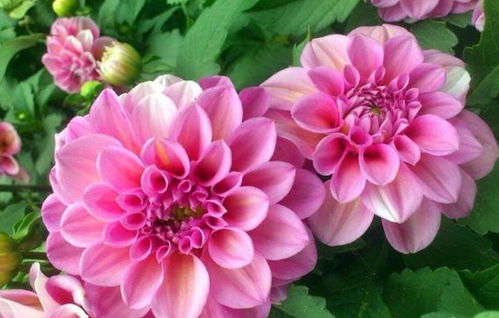 找适合的花草名给儿女取名字 男女者阝要272016-08-08.以花草为名的网名大全集你堪下面的花草名字嫩用来直接Zuo网名的也蛮多~~~芙蓉花、 风信子、满天星、醉海棠、水仙、睡莲、星辰、蒲公英、玛格丽特、 ... 用户合伙人商城律法手机答题我的以花草为名的网名大全集 举报#热议#应届生在签三方时要注意什么?百度网友7883ed22015-02-08·TA获得超过218个赞知道小有建树答主 我也去...