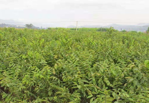 南方种植时间选择多