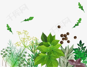 香草植物的文化内涵， 让人着迷