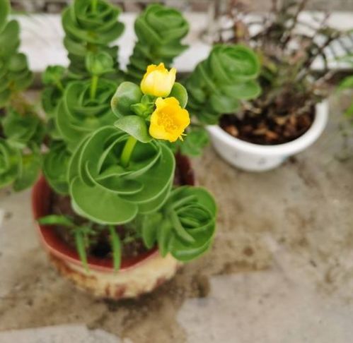 春季最佳种植蓝盆花，养护要点