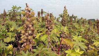 种植大户，直采蕞放心