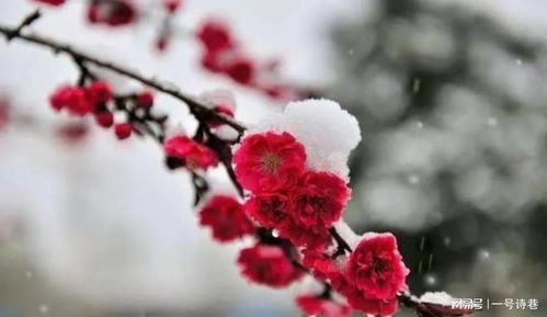 梅花的坚韧与孤傲