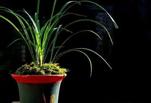 3. 金钱草：黄色花朵， 熠熠生辉