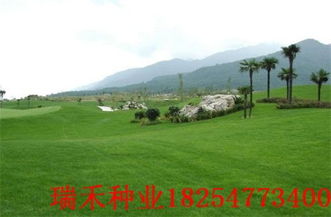 矮生耐踩踏草种大盘点