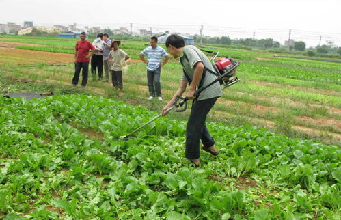农药效果显现，影响因素多