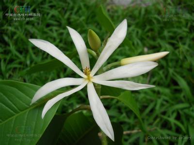 玉兰品种大盘点