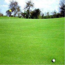 别墅庭院种植的草坪品种