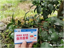 枣树挂果期，喷吡虫啉平安吗？