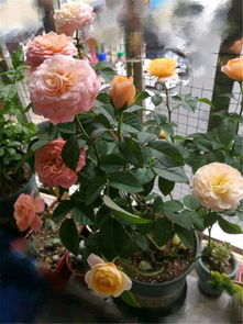 月季牙签苗，养壮的秘诀在这里！