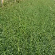 每平方绿化种子需多少克