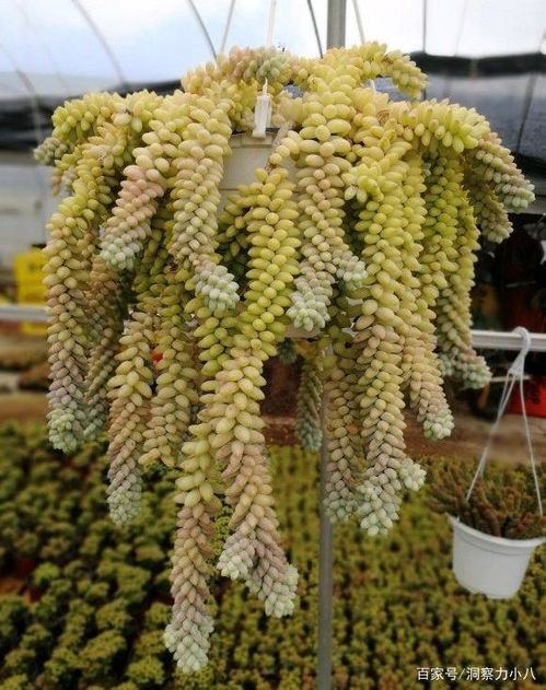 坑1：迷之进口种子，小心陷阱！