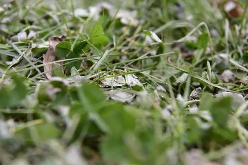 特殊技巧， 绿意梗浓